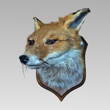 Stunning Decorative Taxidermy