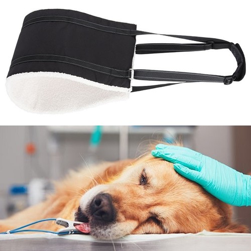 Pet dog mobility aids - dog,