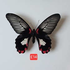 Papilio Rumanzovia Scarlet
