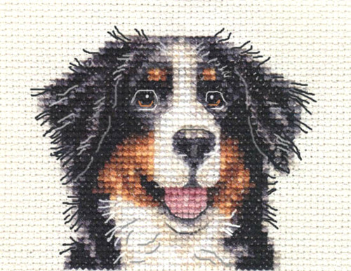 Bernese mountain dog pup - bernese,