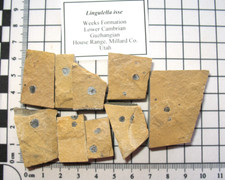 Cambrian brachiopod fossil