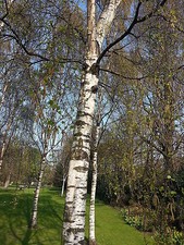 5  Silver Birch Native Trees