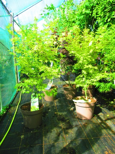 Large 4ft 15litre - 4ft, (inc.