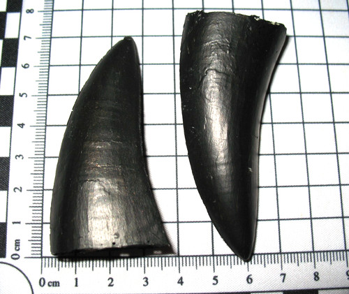 Plastic resin fossil cast