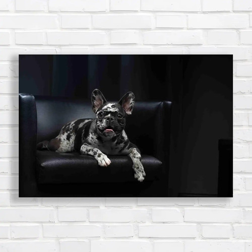 Cute spotty french bulldog - cute,