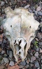 Genuine Scottish Domestic