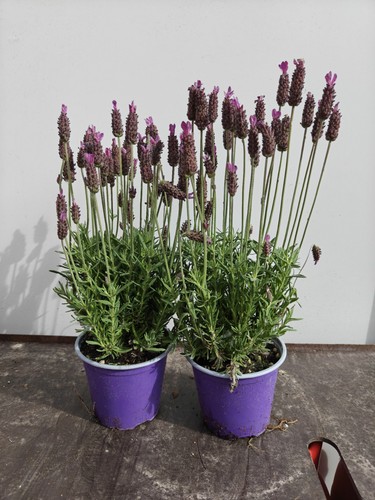 French lavender 1l - 2,