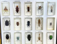 Real Insect Specimen Bugs in Resin Collection Beetle in Resin Paperweights