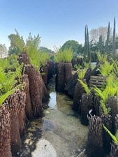 7 Ft Trunk Dicksonia Antarctica  Premium Quality Tree Fern hardy