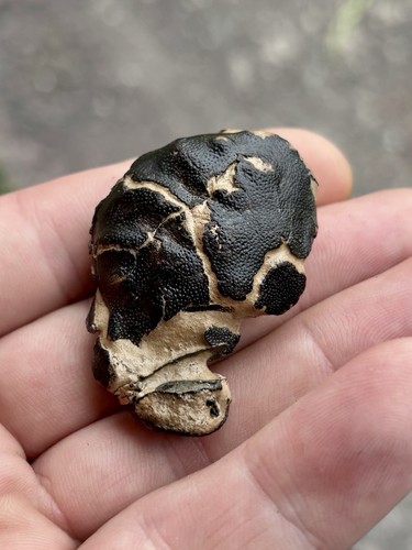 Zanthopsis leachi fossil crab - zanthopsis,