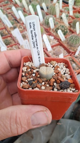 Lithops vallis mariae c296 - lithops,
