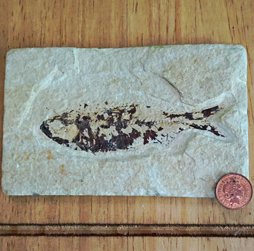 Fish fossil specimen - specimen, on