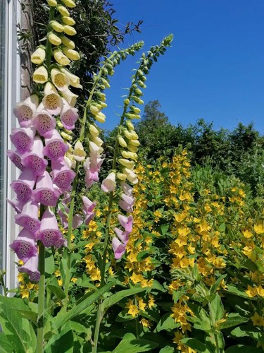Pink white digitalis - 3, or