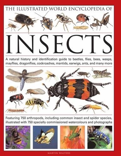 The illustrated world - illustrated,