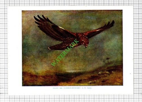 Common buzzard seaby bird - a,