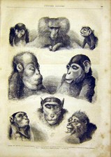 Original Old Antique Print