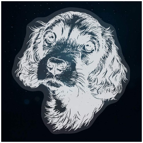 Cocker spaniel puppy static - 'cocker, puppy'