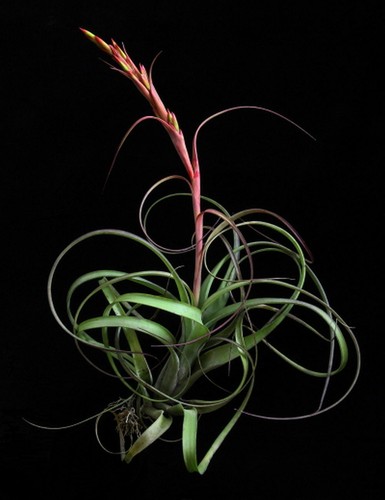 Tillandsia balbisiana curly - balbisiana,