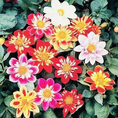 Dahlia dwarf dandy - dahlia, dandy’