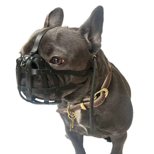 Light leather dog - dog, muzzle