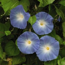 T&M Morning Glory Seeds Flowers Garden Plants 'Heavenly Blue' 1 Packet 50 Seeds