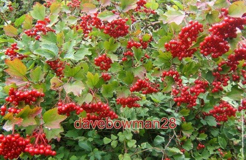 Photo guelder rose berries - rose,