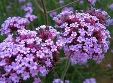 10 x PLUG PLANTS  VERBENA BONARIENSIS TALL GROWING  PERENNIAL COTTAGE GARDEN