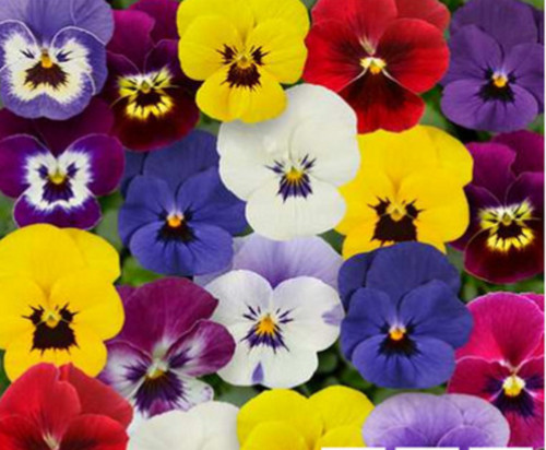 Winter flowering viola - winter,