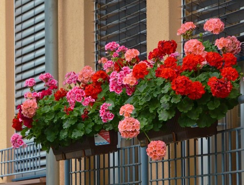 Geraniums pelargoniums - geraniums,
