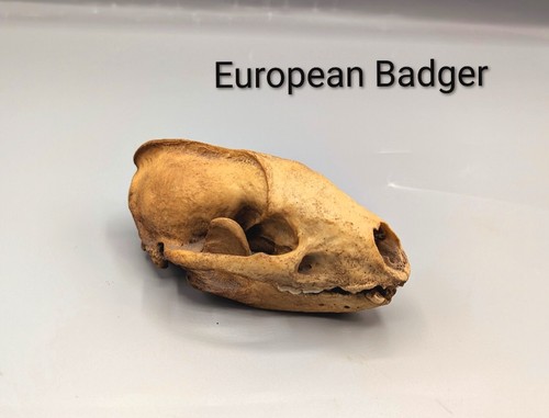Badger skull oddities - skull,,