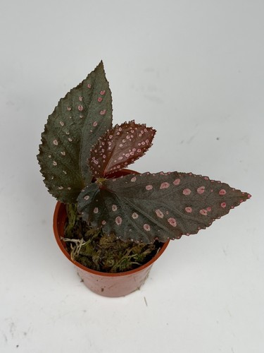 Begonia hairy spots - begonia,
