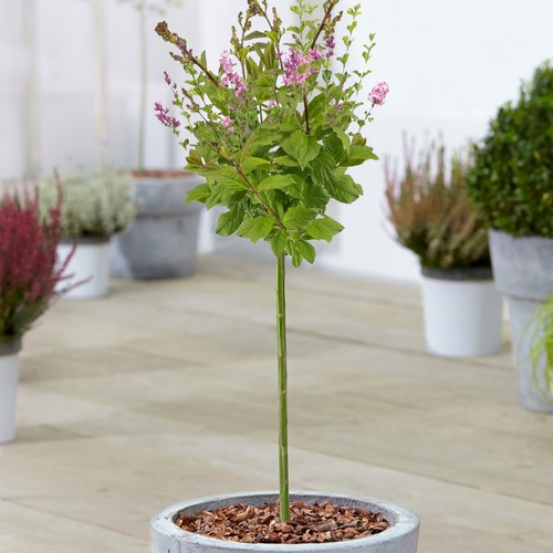 Syringa minuet tree potted - minuet, |