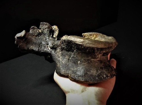 Rare theropod dinosaur - rare,