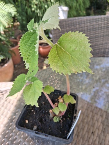 Boehmeria nivea x - x, 1