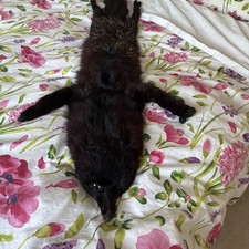 20s-40s old black-silver FOX FUR STOLE Lined Bakalite clasp. Excellent condition