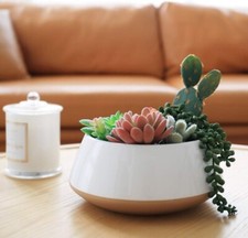 La Jolie Muse Large Succulent