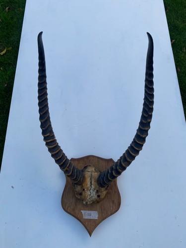 Vintage impala horns - on, skull