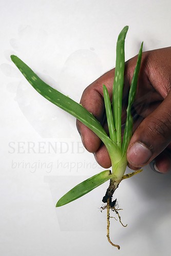Aloe vera barbadensis - -,
