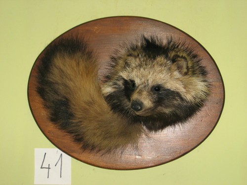 Raccoon dog head - dog, taxidermy