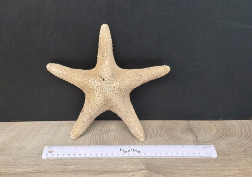Natural starfish dried - starfish,