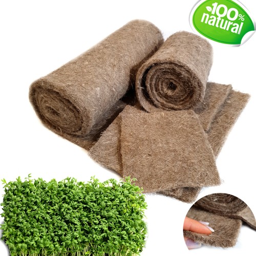 100 flax fibre growing - flax,