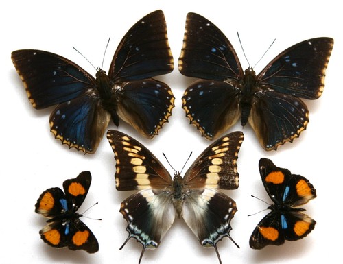 Real butterfly specimens x5 - butterfly,