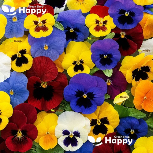 Winter flowering pansy 100 - flowering,