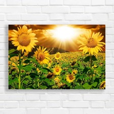 Sunflowers field dramatic - field,