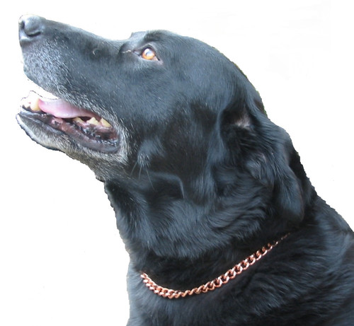 Dog collar copper - dog,
