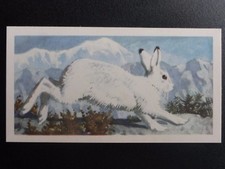 No.21 MOUNTAIN or BLUE HARE -