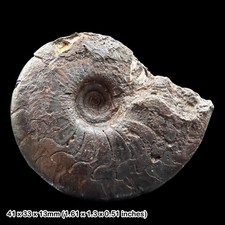 Gonioclymenia Goniatite Fossil