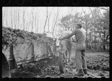 Leading horses to the barn