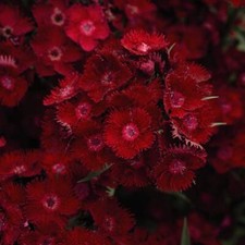 Dianthus Rocking Red Plant