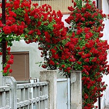 RED CLIMBING ROSE SEEDS - Red Rose Flower Viable Seeds - UK Seller - Free P&P